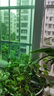 鑫干和銅錢(qián)草水培盆栽室內(nèi)室外花卉金錢(qián)草綠植吸綠植花草植物 銅錢(qián)草【一盆不含盆約300株】帶葉 曬單實(shí)拍圖