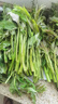 農(nóng)大姐妹香椿 香椿芽新鮮露天香椿芽葉 山東露天紅油香椿  季節(jié)原因偏綠 現(xiàn)摘嫩芽2斤（順豐冷鏈） 曬單實(shí)拍圖