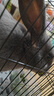 潔西（JESSIE）牧草菁華兔糧2包 寵物兔子飼料幼兔成兔垂耳兔糧食磨牙零食1.6kg 曬單實(shí)拍圖