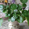京厽高品質(zhì)品質(zhì)銅錢(qián)草水培植物老樁盆栽室內外水養大葉金錢(qián)不支持退貨 銅錢(qián)草帶葉子特惠款一盆 曬單實(shí)拍圖