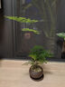 八芽文竹盆栽植物室內(nèi)客廳中式禪意盆景好養(yǎng)綠植辦公室擺件創(chuàng)意花卉 禪意盆文竹-含紫砂托盤 帶盆栽好 曬單實(shí)拍圖