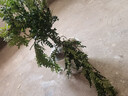 京云夢清香木防蚊蟲驅(qū)蚊草綠植盆景辦公室桌面四季好養(yǎng)活清香胡椒木盆栽 清香胡椒木+白色塑料盆 曬單實拍圖