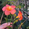 慕爾森凌霄花苗爬藤植物美國凌霄大苗陽(yáng)臺庭院花卉多花紫藤樹(shù)苗盆栽地栽 凌霄(直徑4厘米購買(mǎi)) 不含盆 曬單實(shí)拍圖