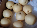 正宗河北皇冠梨 產(chǎn)地直發(fā) 現(xiàn)摘現(xiàn)發(fā) 脆甜多汁梨子整箱新鮮水果 皇冠梨凈重3斤 曬單實(shí)拍圖