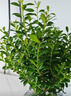 八芽 小葉赤楠盆景擺件室內(nèi)綠植花卉盆栽老樁客廳辦公室桌面好養(yǎng)植物 （【熱銷款】舍得紫砂盆赤楠+苔蘚+底座） 曬單實拍圖