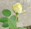 月季花苗四季開(kāi)花大花濃香型灌木月季苗庭院陽(yáng)臺盆栽地栽玫瑰花苗 奶油龍沙【大花濃香，多季節開(kāi)花】 扦插小苗15-25cm高 1棵 曬單實(shí)拍圖