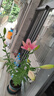 香水百合種球四季開(kāi)花盆栽帶花苞進(jìn)口重瓣百合花球種子花苗鮮花卉 百合混色套餐(1加侖盆+土+3種球) 曬單實(shí)拍圖