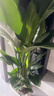愛優(yōu)尚天堂鳥綠植盆栽客廳室內(nèi)辦公室大型綠植好養(yǎng)凈化空氣源頭直發(fā) 曬單實拍圖