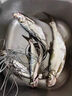 云飛魚(yú)線組釣魚(yú)線套裝全套純進(jìn)口魚(yú)線主線成品尼龍線組強(qiáng)拉力魚(yú)線 2.7米八字環(huán)【一盒 兩卷裝】 0.8【3斤左右】 曬單實(shí)拍圖