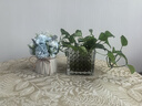 匠心綻放兔耳朵藍色仿真花卉盆栽假花仿真花辦公室客廳裝飾桌面擺件20181 曬單實(shí)拍圖
