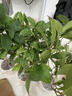 臨雅四季桂花盆栽樹苗新中式盆景矮樁綠植桌面辦公室盆栽植物源頭直發(fā) 曬單實(shí)拍圖