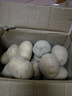 甘肅定西土豆2025年馬鈴薯洋芋沙面白心黃心新鮮蔬菜 定西土豆5斤【黃心小果】特價(jià) 曬單實(shí)拍圖