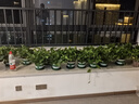 雙盟 綠蘿盆栽除甲醛花卉綠植辦公室新房凈化空氣110款10盆裝源頭直發(fā) 曬單實(shí)拍圖