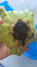 姜柄瓜云南農(nóng)家自種新鮮蔬菜姜柄瓜嫩南瓜小甜瓜 帶箱重 2斤 曬單實(shí)拍圖