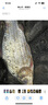 漁之源魚(yú)竿超輕超硬碳素釣魚(yú)竿手竿臺釣竿鯉魚(yú)桿鯽魚(yú)竿漁具小蜻蜓5.4m 曬單實(shí)拍圖