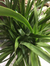 花兮繪龍血樹客廳綠植多頭龍須樹龍鐵樹客廳綠植室內(nèi)大型龍血樹植物盆栽 精品多頭龍血樹1.3-1.4米+膠盤-18年老樁 曬單實(shí)拍圖