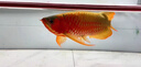 曉之魚龍魚專用發(fā)色燈NEC增色三基色魚缸燈紅龍金龍魚燈潛水燈防水燈 白光98CM-30W-6700K防水燈 曬單實拍圖