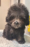 泰迪幼犬純種灰泰迪貴賓犬茶杯犬長(cháng)不大小體狗小型犬活體狗寵物狗 寵物級 灰泰迪 公 曬單實(shí)拍圖