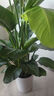植男植女天堂鳥(niǎo)盆栽客廳室內(nèi)好養(yǎng)大型落地真綠植辦公室大葉植物源頭直發(fā) 曬單實(shí)拍圖