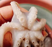 鮮馳八爪魚(yú)新鮮小章魚(yú)海鮮活冷凍水產(chǎn)即食長(zhǎng)腿八抓魚(yú)迷你章魚(yú)足大爆頭 小八爪魚(yú) 3斤(凈重) 曬單實(shí)拍圖