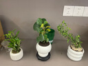 八芽小葉梔子花四季小盆栽植物好養(yǎng)辦公室桌面開花小綠植源頭直發(fā)包郵 小葉梔子花-陶瓷豎紋盆 帶盆栽好（陶瓷盆） 曬單實(shí)拍圖
