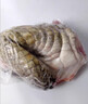 新鮮鱷魚(yú)肉 人工生態(tài)養殖鱷魚(yú) 新鮮現殺帶皮鱷魚(yú)肉 燉烤煲湯食材 帶皮鱷魚(yú)肉2斤裝 曬單實(shí)拍圖