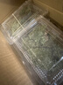 柯必達青苔蘚鮮活苔蘚微景觀植物盆景盆栽水陸缸假山草造景材料白 白發(fā)蘚(11*8)cm 10盒 曬單實拍圖