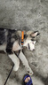 petlimit狗狗脖圈項圈小中大型犬頸圈泰迪金毛狗鏈脖套寵物用品柔軟 桔色L 曬單實拍圖