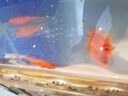 冷水血鸚鵡魚(yú)招財(cái)魚(yú)淡水魚(yú)好養(yǎng)耐活發(fā)財(cái)魚(yú)活體金魚(yú)魚(yú)苗冷水觀賞魚(yú) 順豐 冷水鸚鵡5條12-15公分紅魚(yú) 曬單實(shí)拍圖