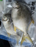 1號會員店（One's Member）甄選海南二去金鯧魚去鰓去內(nèi)臟生鮮魚類 海鮮水產(chǎn) 700g/2條裝 曬單實拍圖