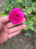 虹越（HONGYUE）進(jìn)口奧斯汀月季花苗10L盆栽大苗  花園庭院月季花卉月季花盆栽 【進(jìn)口月季大苗】福愛(ài)10L 曬單實(shí)拍圖