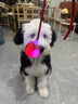 HELLOJOY狗狗玩具耐咬球自動(dòng)逗狗神器自嗨解悶寵物電動(dòng)小狗智能彈力遛狗球 曬單實(shí)拍圖