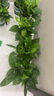 雙盟綠蘿盆栽除甲醛花卉綠植辦公室新房凈化空氣 120款10盆源頭直發(fā) 曬單實(shí)拍圖