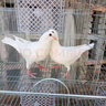 鴿子活一對肉鴿活體青年鴿子苗幼鴿雨點(diǎn)鴿銀王鴿子信鴿活鴿子土鴿 白羽王鴿子【50天齡】 2只【1公1母】 曬單實(shí)拍圖