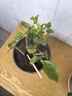 茉莉花苗盆栽帶花苞九里香老樁花卉植物室內(nèi)濃香四季開花好養(yǎng) 大份茉莉花【4-6顆】花苞飽滿 曬單實拍圖