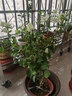 三角梅盆栽花苗綠植物重瓣庭院陽(yáng)臺爬藤攀援植物花卉樹(shù)苗盆景 綠櫻6年苗【掌柜推薦】 曬單實(shí)拍圖