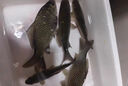 升級競技狼牙魚鉤成品綁好子線雙鉤防纏繞黑坑釣魚鉤強勁拉力釣鉤 競技狼牙75cm【鉤9線1.2/1.5】 曬單實拍圖