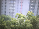 騰龍（Tamron）A047 70-300mm F/4.5-6.3遠(yuǎn)攝長(zhǎng)焦變焦體育動(dòng)物70-300全幅微單鏡頭70300 尼康Z卡口 官方標(biāo)配【送騰龍UV濾鏡大禮包】 曬單實(shí)拍圖