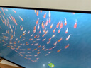 TCL雷鳥 雀5 25款 43英寸電視 144Hz高刷 2+32GB 遠場語音 智能液晶超薄平板電視機43F295C 曬單實拍圖