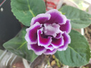 秋穎山東重瓣芙蓉花帶花苞大巖桐盆栽四季開(kāi)花苗好養陽(yáng)臺室內花卉植物 美組合：4種顏色各1盆 曬單實(shí)拍圖