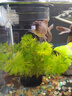 依華萊斯魚(yú)缸喂食圈魚(yú)食定點(diǎn)投食圈水族箱配件觀(guān)賞魚(yú)蝦糧飼料防飄散投喂圈 小號透明方形喂食圈100*97mm 曬單實(shí)拍圖