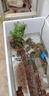 臨雅魚(yú)缸水培植物造景水杉樹(shù)苗一木成景水草水生植物活體水養(yǎng)植物盆栽 水培水杉20-30cm(新手易養(yǎng)/有水就活) 3棵 曬單實(shí)拍圖