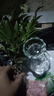 驅(qū)蚊竹柏水培植物大棵室內(nèi)水養(yǎng)綠植花卉盆栽辦公室桌面驅(qū)蚊草好養(yǎng) 精選竹柏10顆+透明鉆石瓶+肥料+彩石 曬單實(shí)拍圖