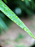 卡色（Kase）手機(jī)微距Pro鏡頭 磨砂銀 昆蟲(chóng)花草首飾背景虛化適用于華為蘋果iPhone小米三星榮耀OV等手機(jī) 曬單實(shí)拍圖