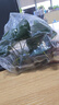 魚(yú)缸水草植物真草造景套餐蜈蚣陰性增氧趴地矮珍珠活懶人水榕沉木 大葉榕（雙頭沉木） 曬單實(shí)拍圖