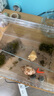 BARBAROUS GROWTH爬寵亞克力飼養(yǎng)盒爬蟲守宮寄居蟹箱蜥蜴蛇角蛙蜘蛛蝸牛甲蟲生態(tài)缸 大號(hào)飼養(yǎng)箱30*20*15 曬單實(shí)拍圖