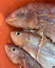 潮海堂深海金線魚(yú)一夜埕云夢(mèng)魚(yú)刀鯉腌制一夜咸魚(yú)海鮮水產(chǎn)冷凍年貨送禮 三斤金線魚(yú)4-5條/斤原味(三去） 曬單實(shí)拍圖
