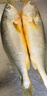 海名威 冷凍寧德三去黃花魚(yú)600g/2條 大黃魚(yú) 生鮮魚(yú)類 海鮮水產(chǎn)  曬單實(shí)拍圖