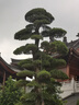 軒奕適用華為mate9開(kāi)機按鍵MHA-AL00音量排線(xiàn)9Pro電源開(kāi)關(guān)鍵側鍵邊鍵 mate9開(kāi)機鍵+音量鍵金色 曬單實(shí)拍圖