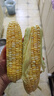 京鮮生云南水果玉米 凈重5斤單果280g+ 甜玉米棒新鮮蔬菜應季 源頭直發(fā) 曬單實(shí)拍圖